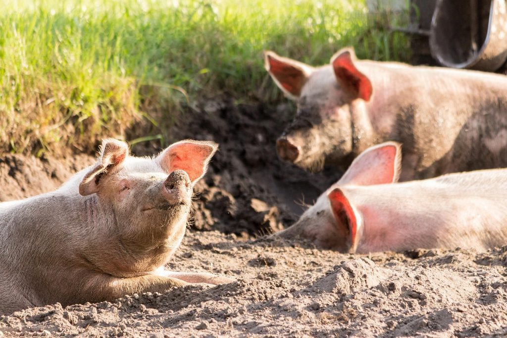 animals, pigs, mammal, species, fauna, nature, wildlife, farm