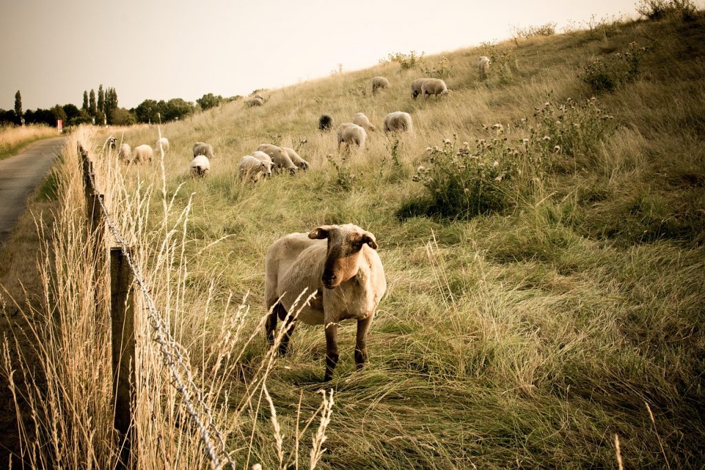 sheep, animals, flock, meadow, lamb, landscape, cattle, pasture, nature, rural, mammal, field, grass, farm